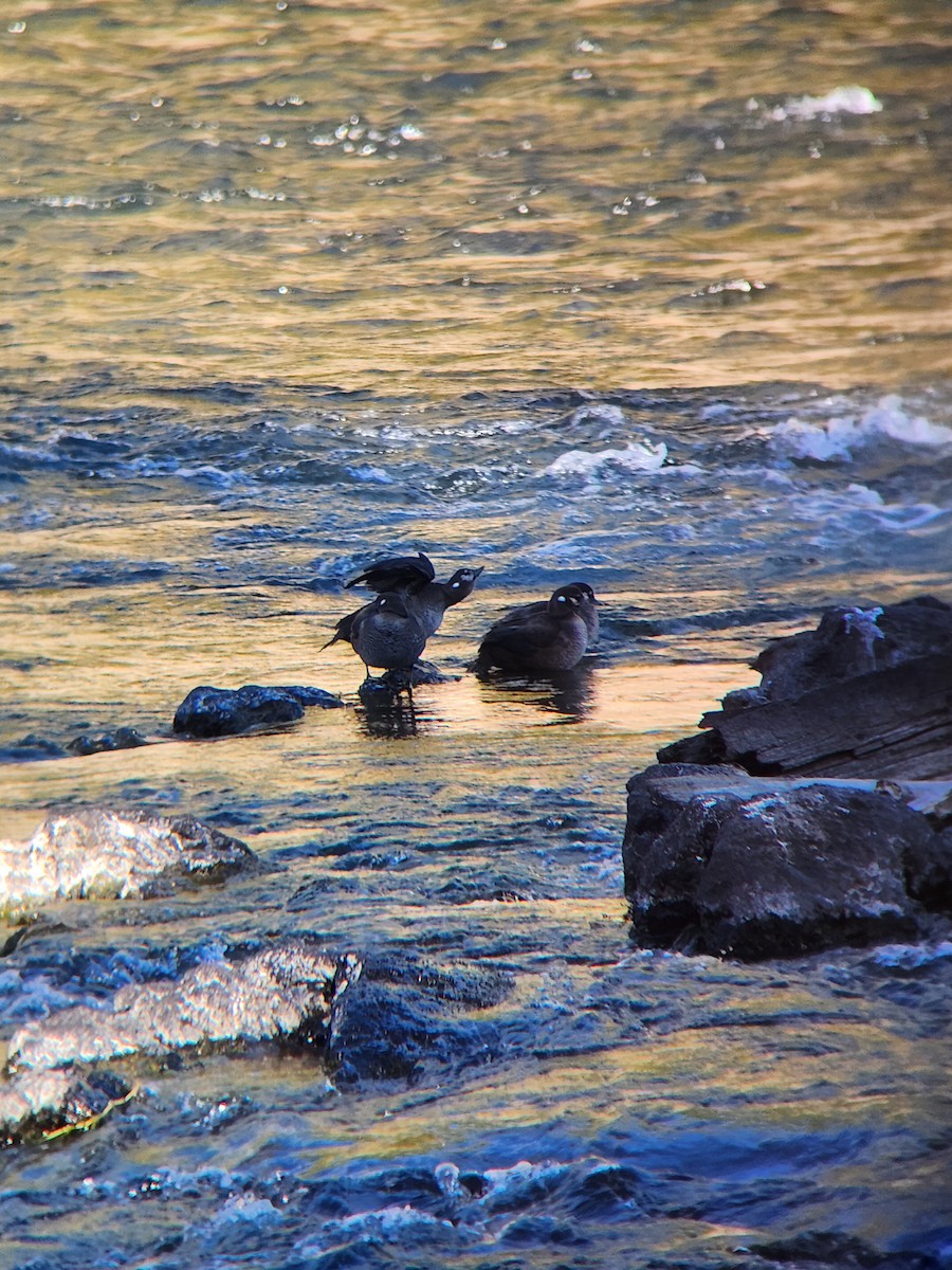 Harlequin Duck - ML643202978