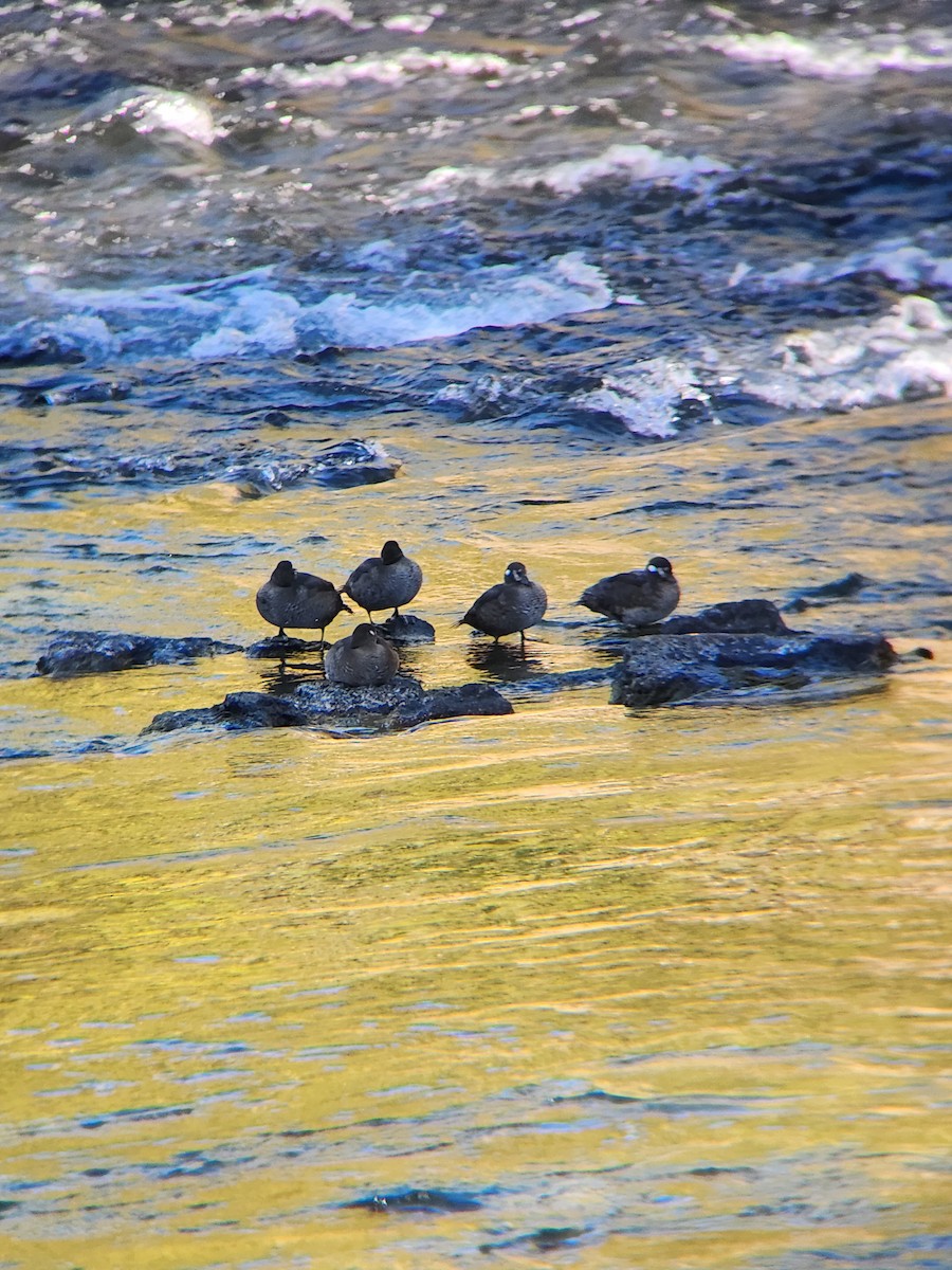Harlequin Duck - ML643202979