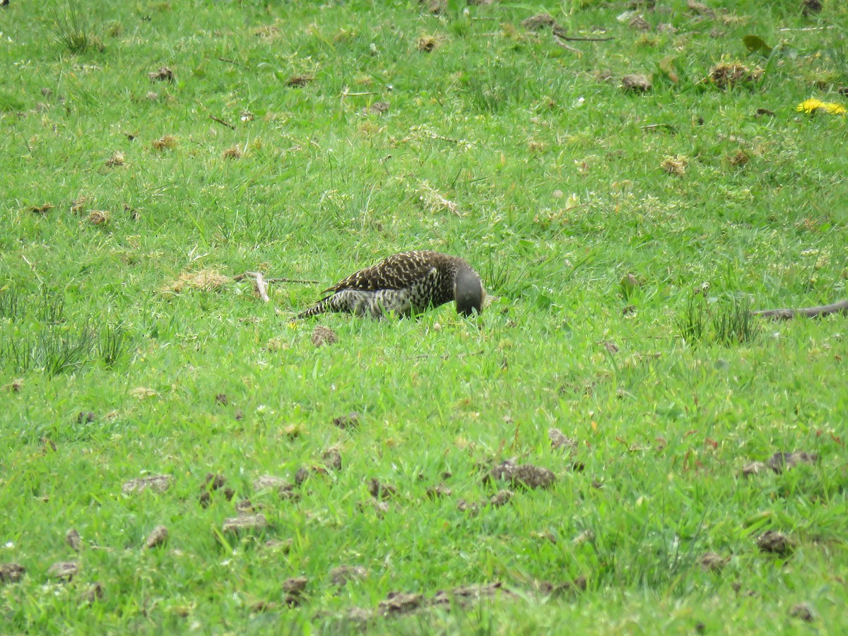 Chilean Flicker - ML643202998