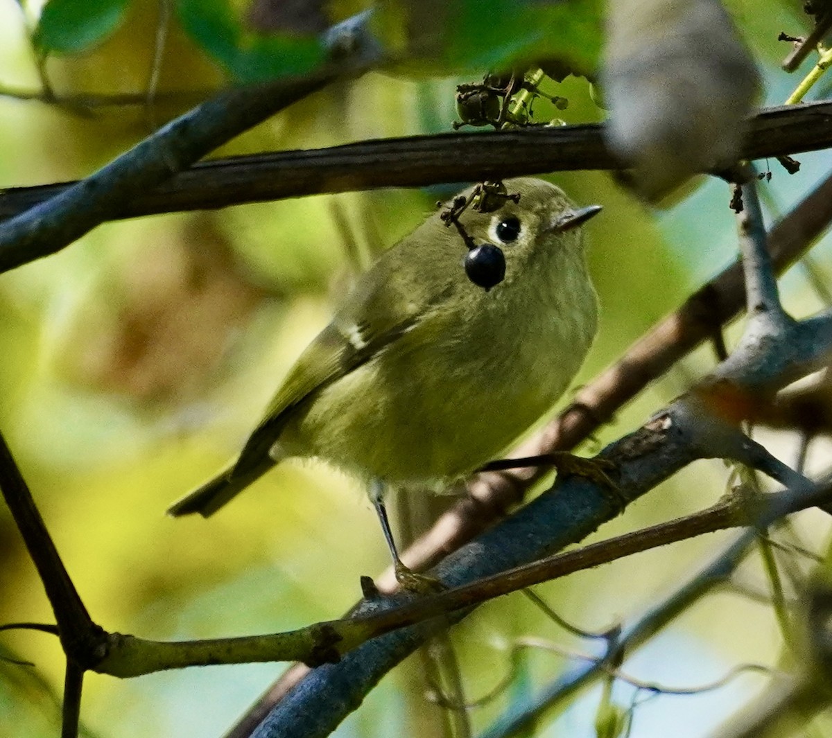 Roitelet à couronne rubis - ML643203024