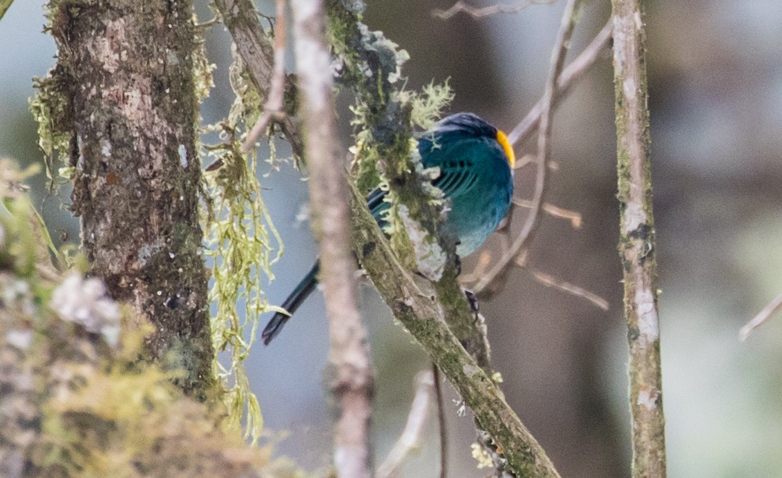 Tangara Capiazul - ML643203033