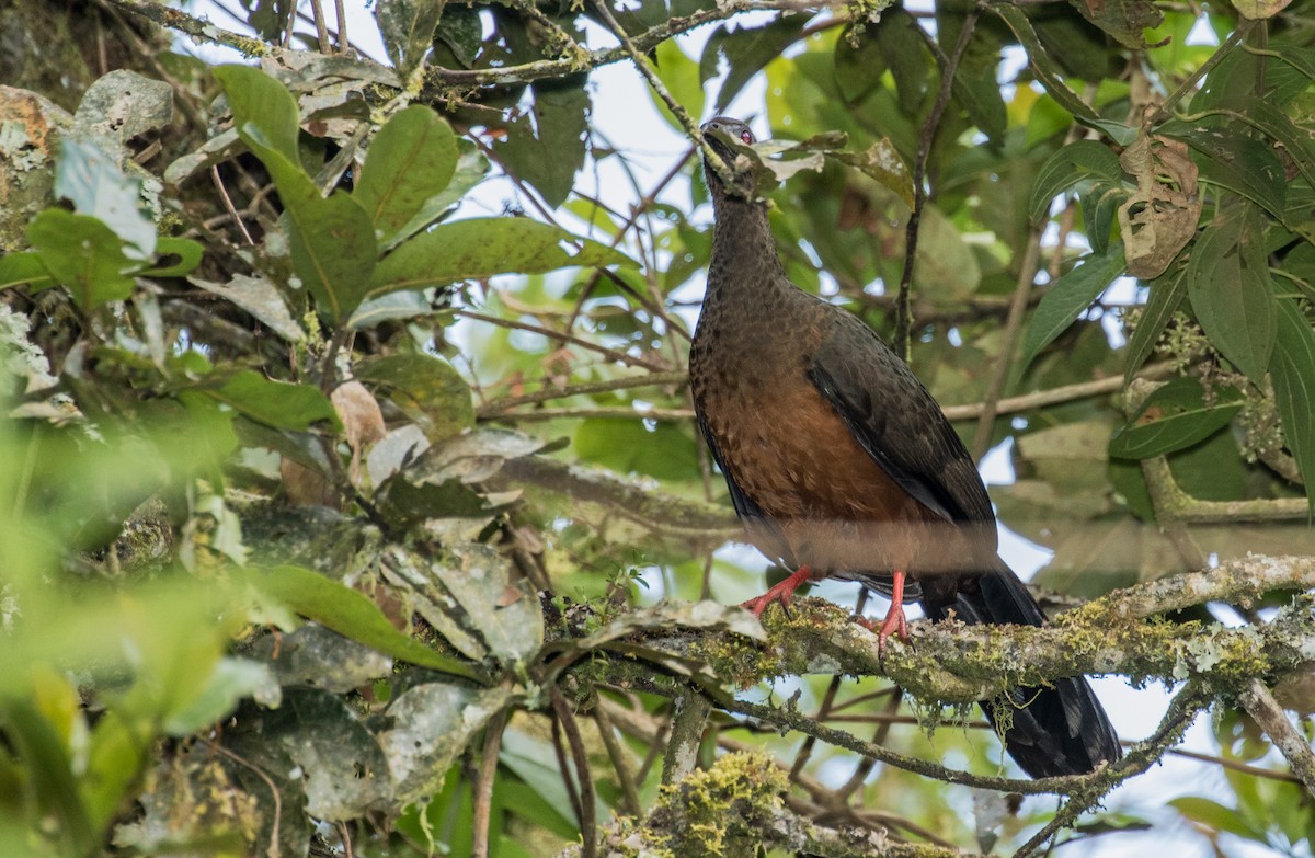 Sickle-winged Guan - ML643203056