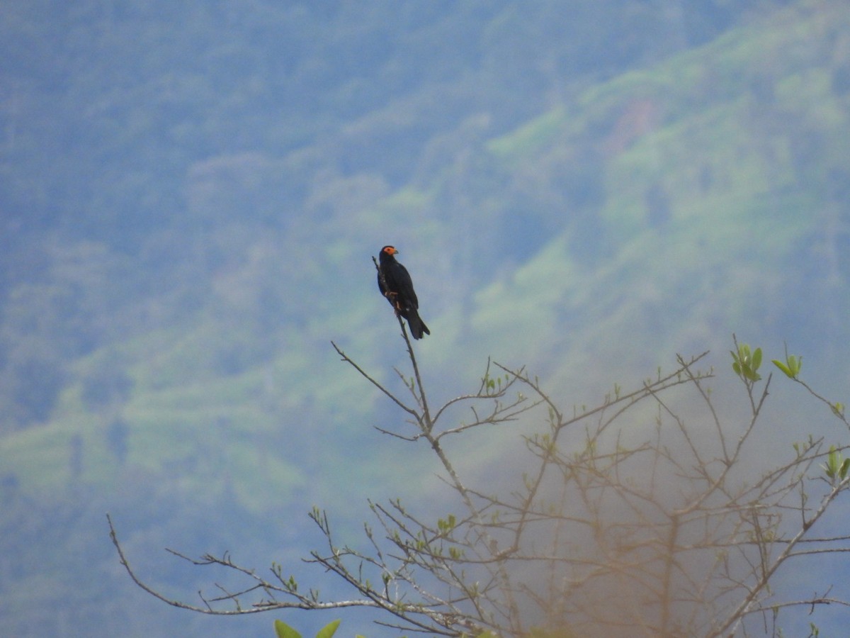 Black Caracara - ML643203059