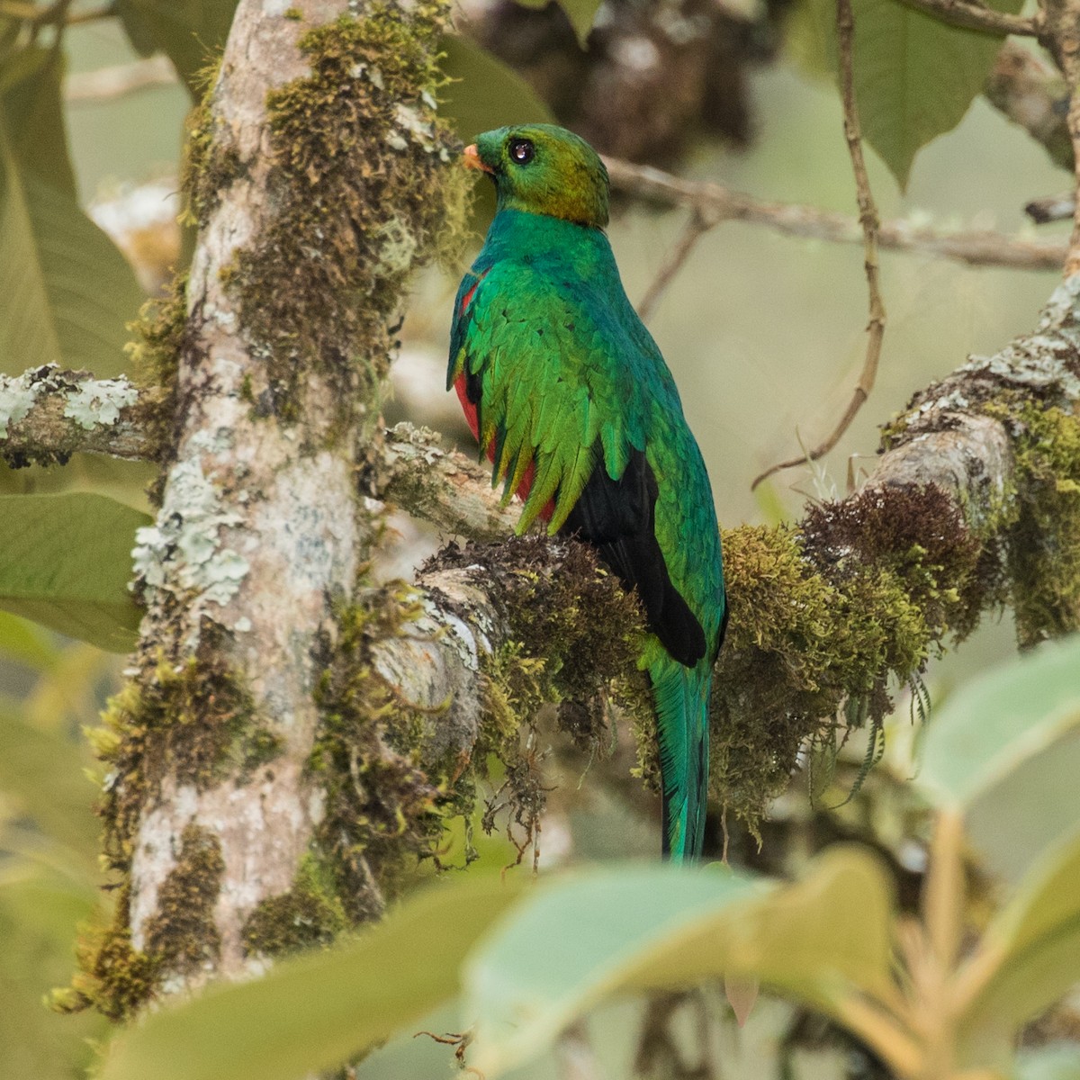 Golden-headed Quetzal - ML643203060