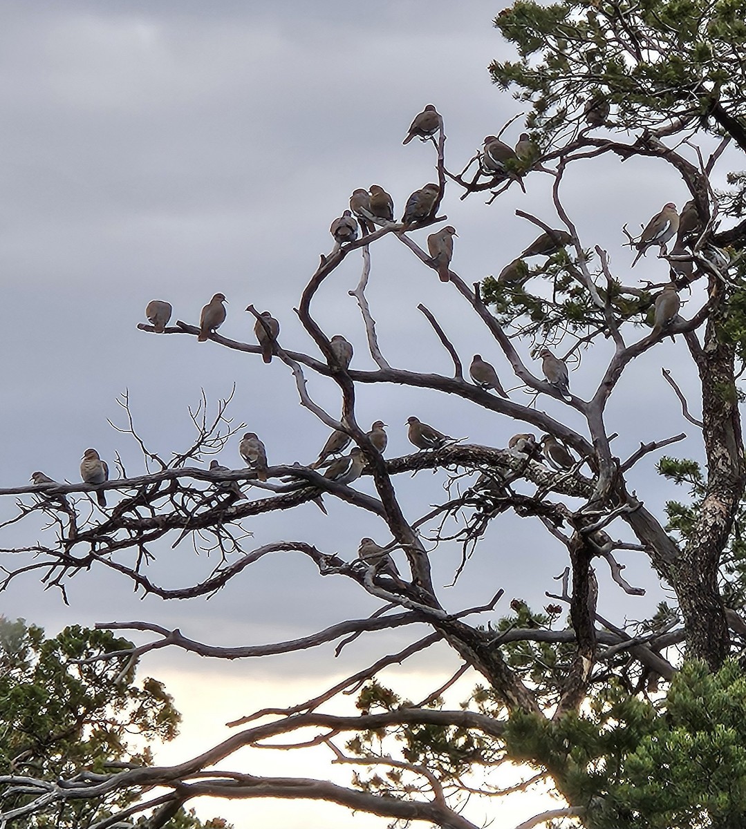 White-winged Dove - ML643203061