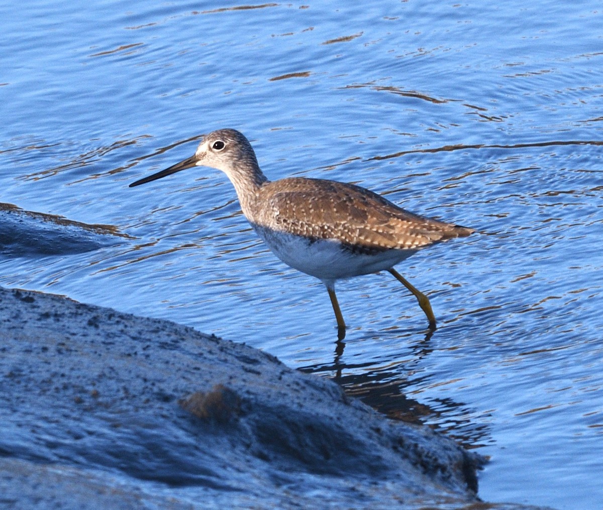 Greater Yellowlegs - ML643203101