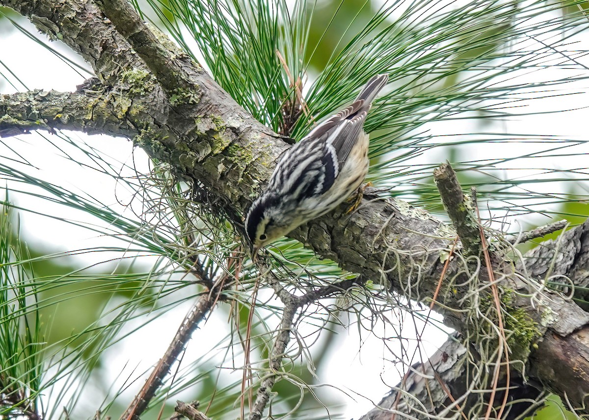 Black-and-white Warbler - ML643203130