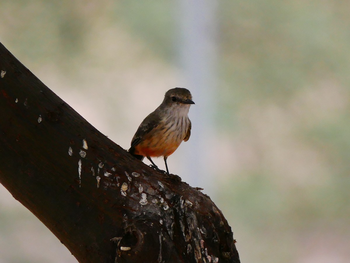 Vermilion Flycatcher - ML643203154