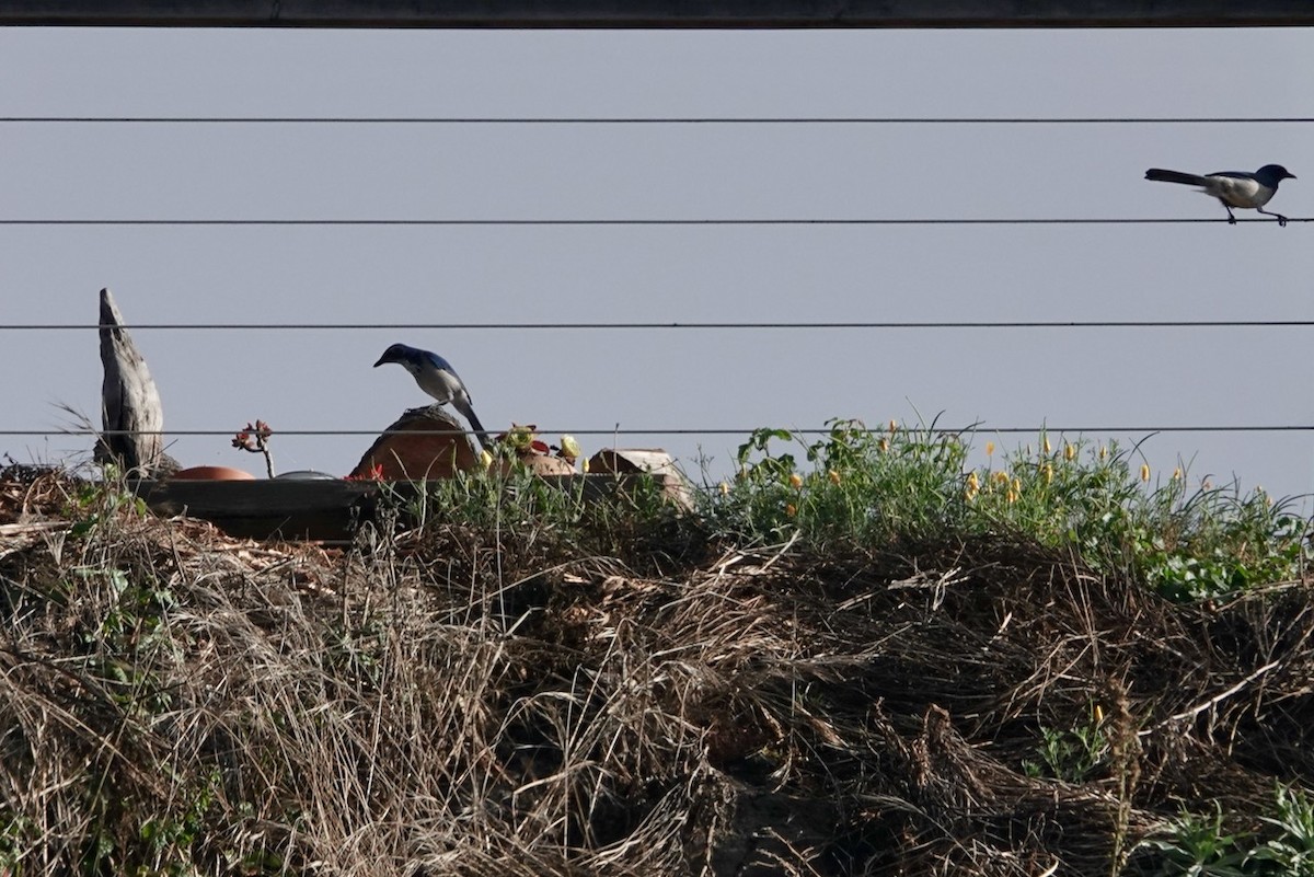 California Scrub-Jay - ML643203184