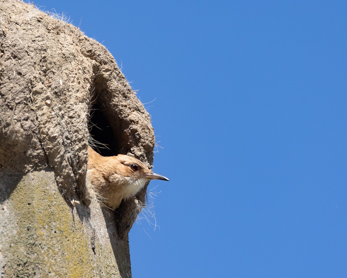 Rufous Hornero - ML643203240