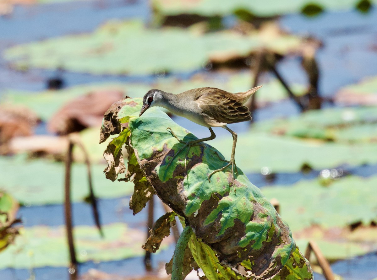 White-browed Crake - ML643203260