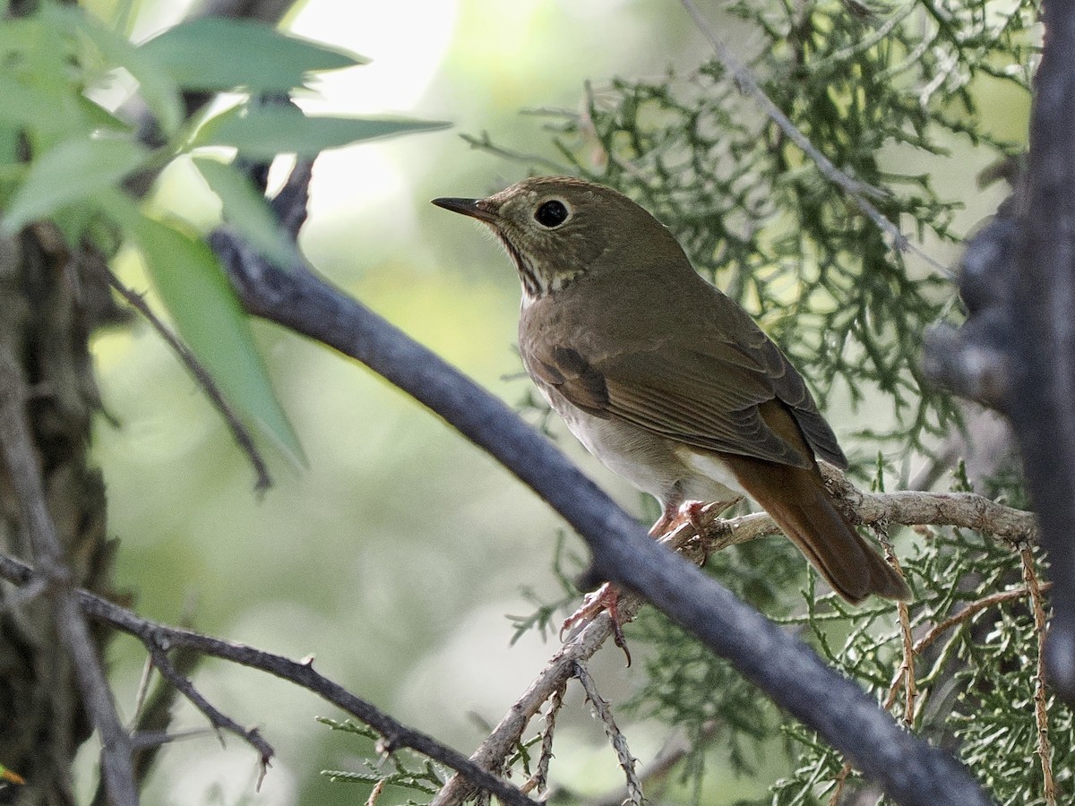 Hermit Thrush - ML643203262
