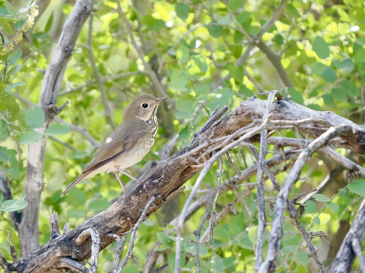 Hermit Thrush - ML643203263