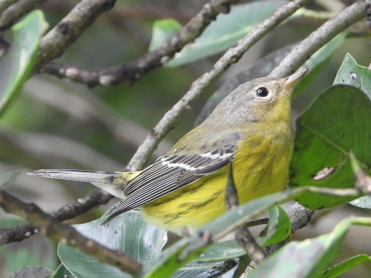 Magnolia Warbler - ML643203265