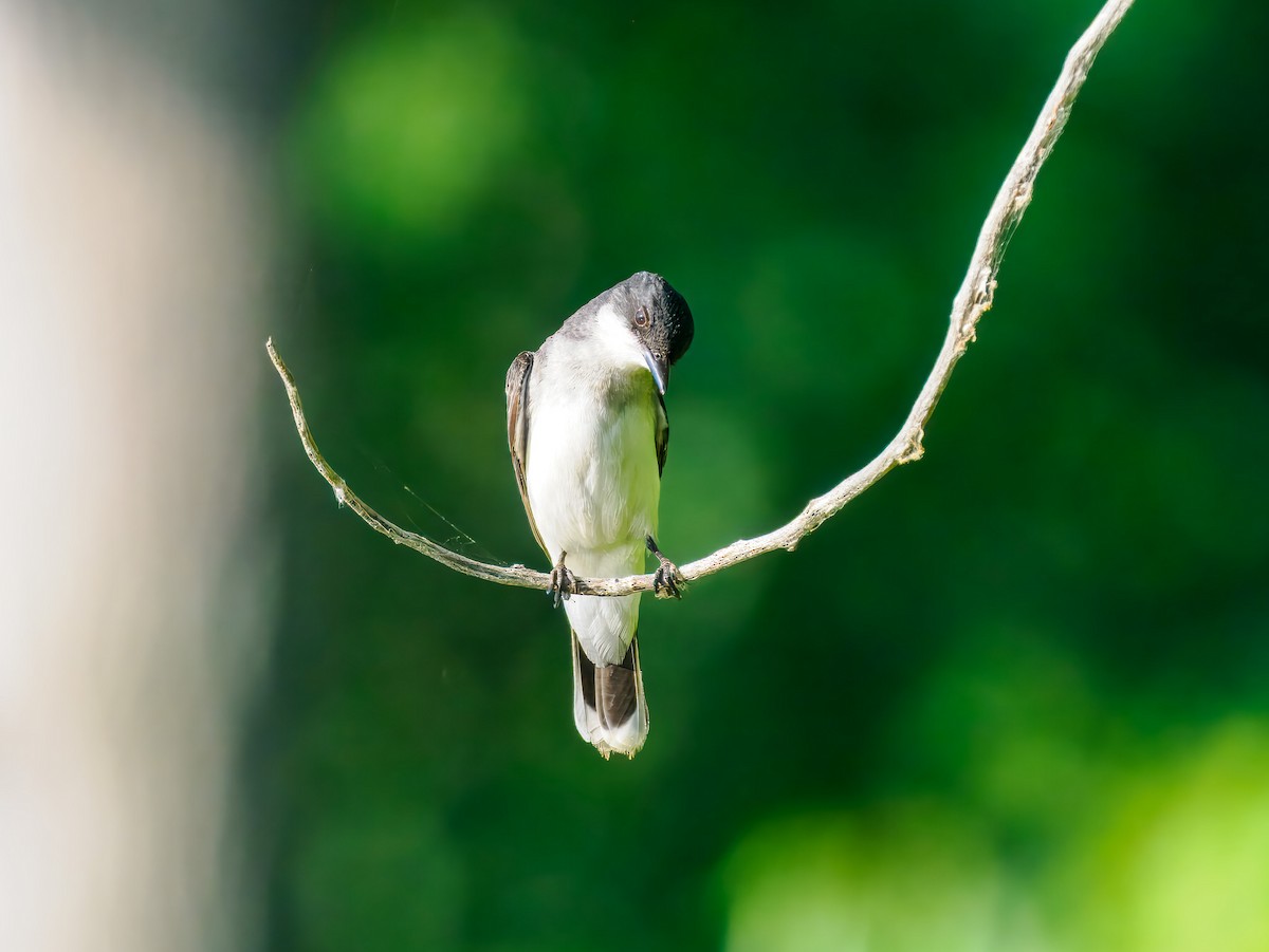 Eastern Kingbird - ML643203266