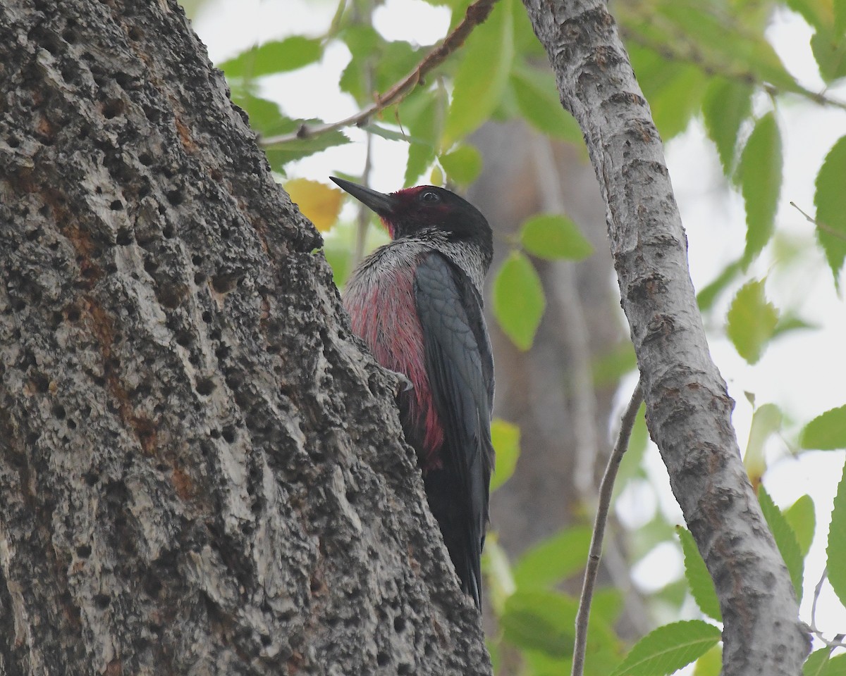 Lewis's Woodpecker - ML643203269