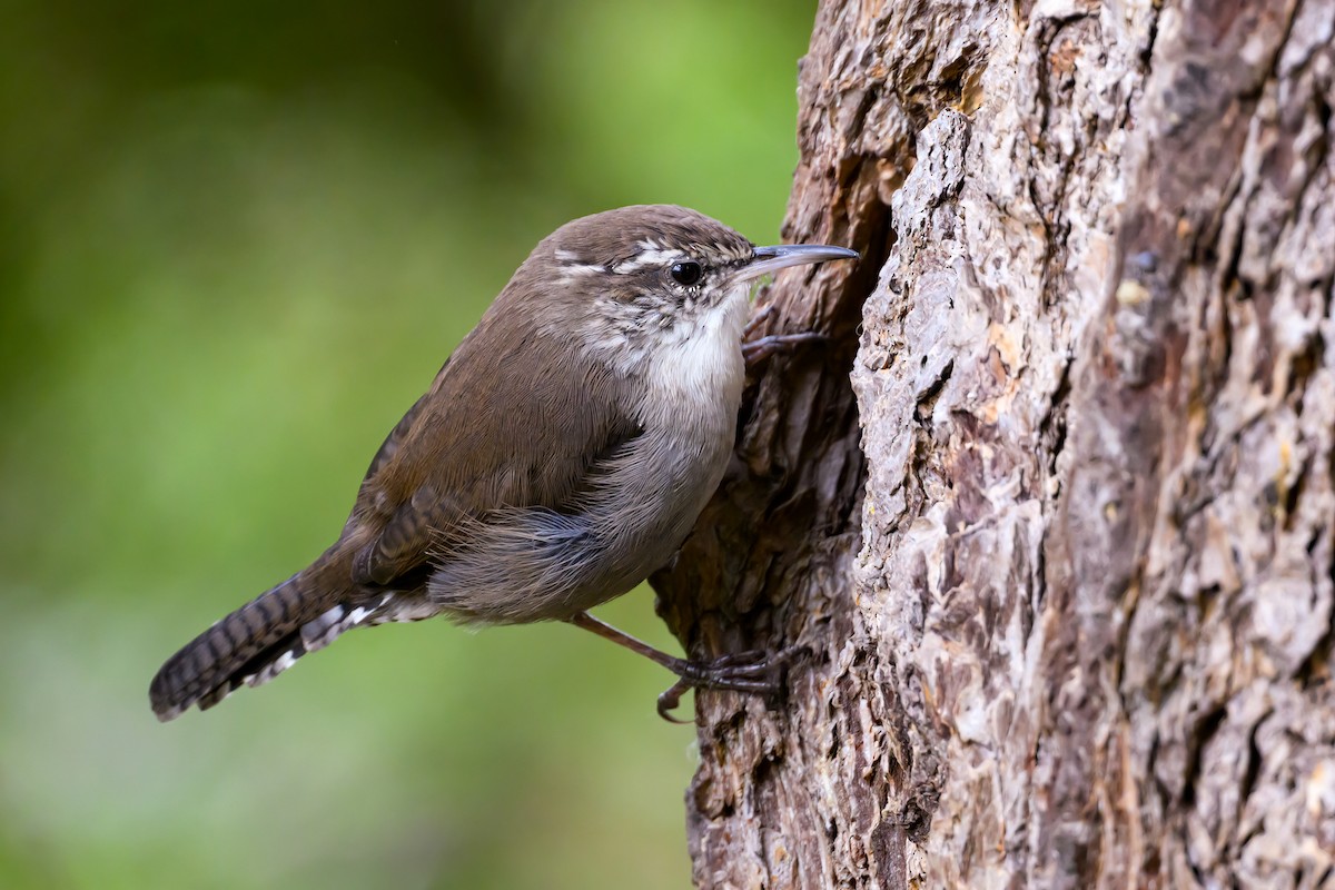 Bewick's Wren - ML643203270