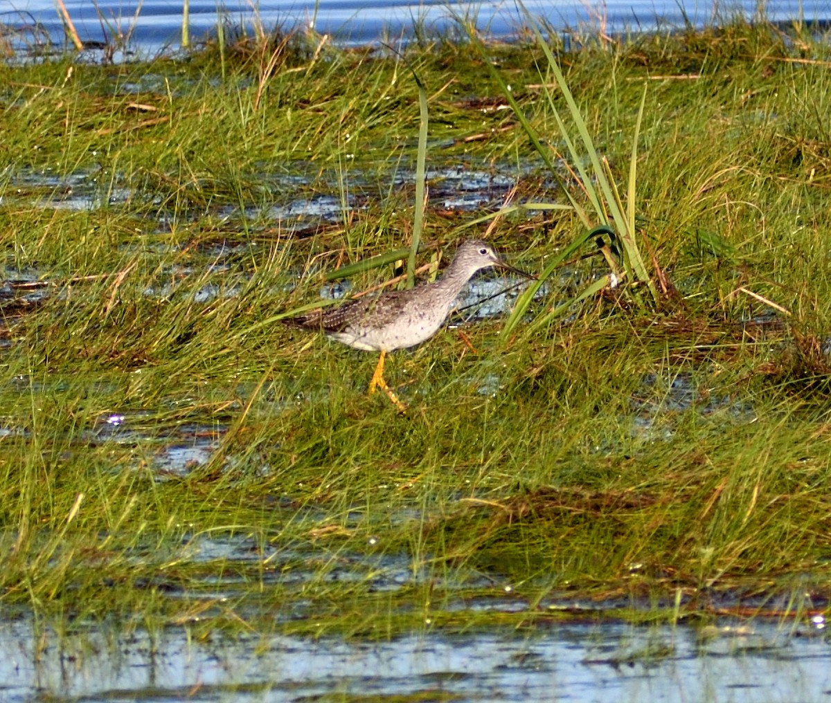 Lesser Yellowlegs - ML643203273