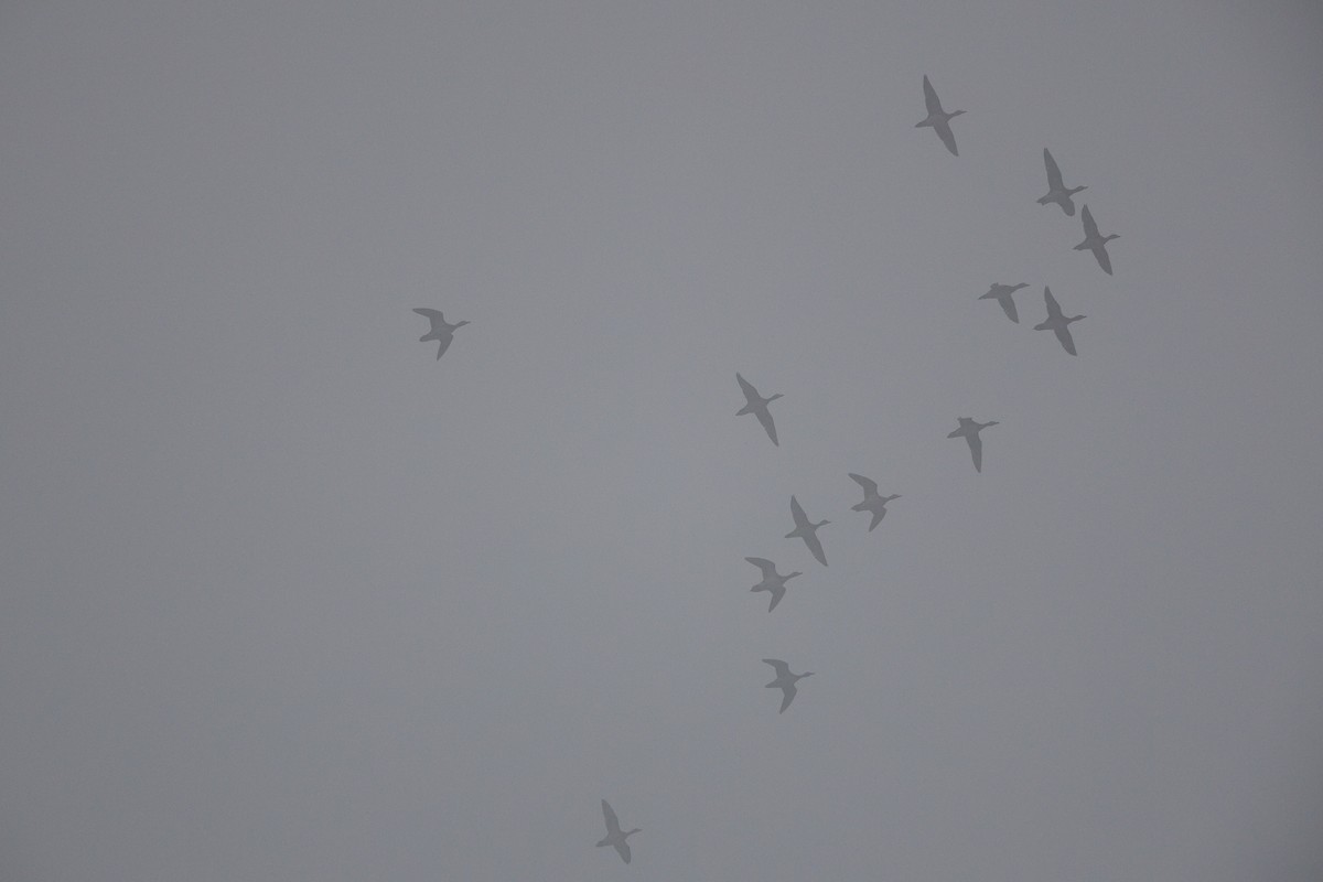 American Wigeon - ML643203276
