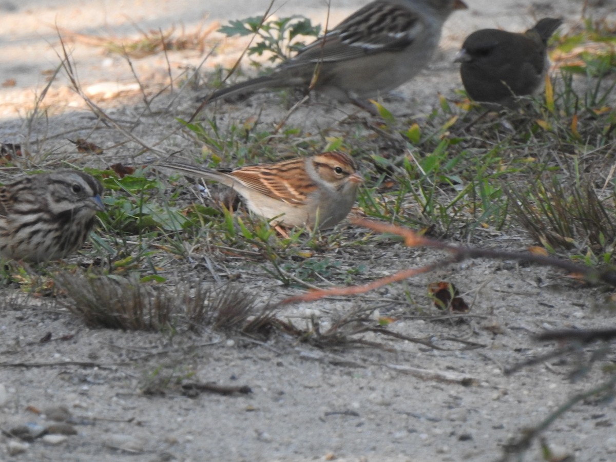 Chipping Sparrow - ML643203277