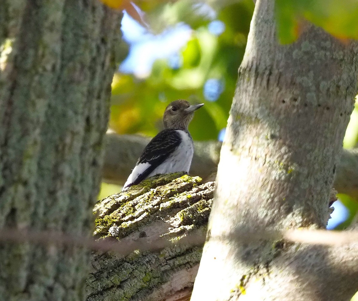 Red-headed Woodpecker - ML643203278
