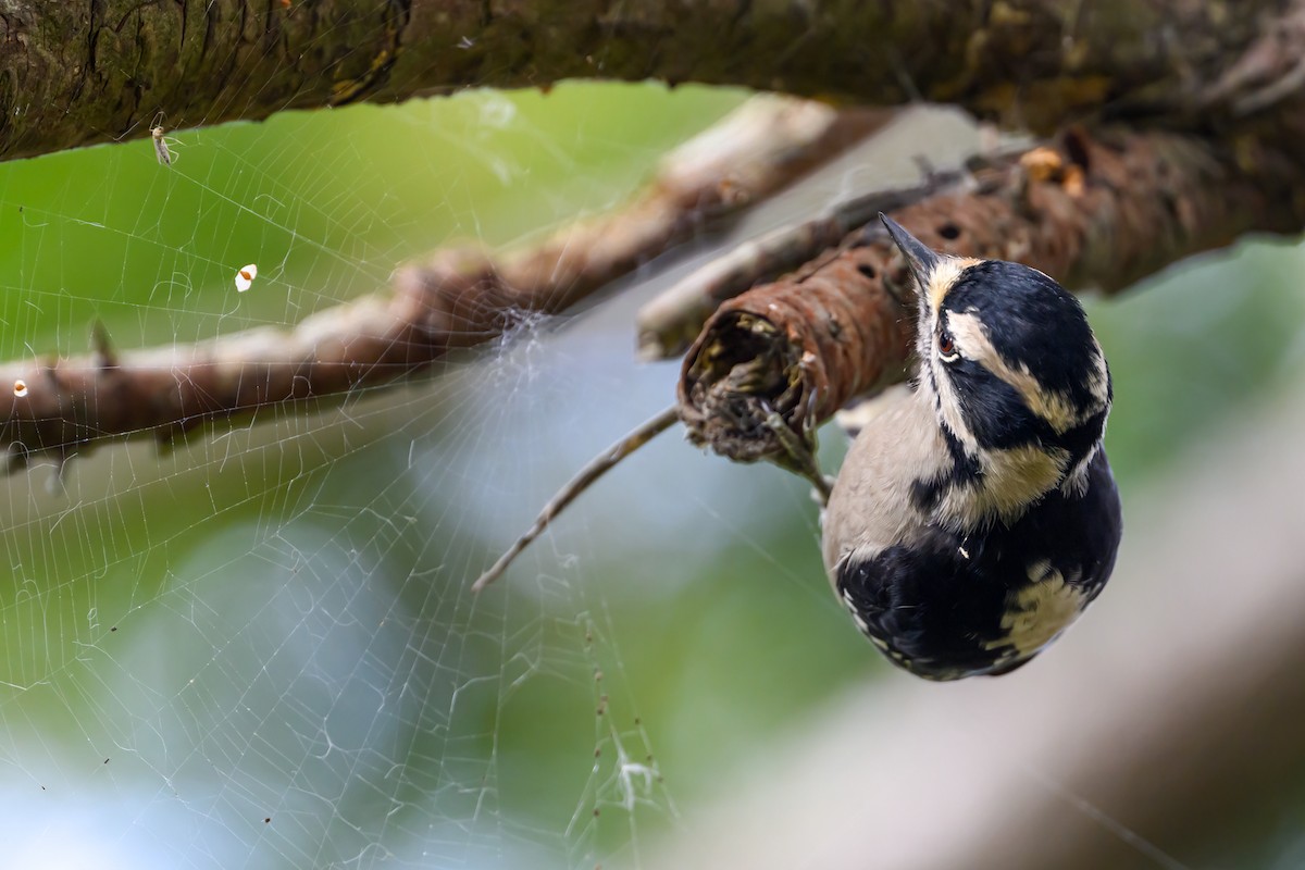 Downy Woodpecker - ML643203281