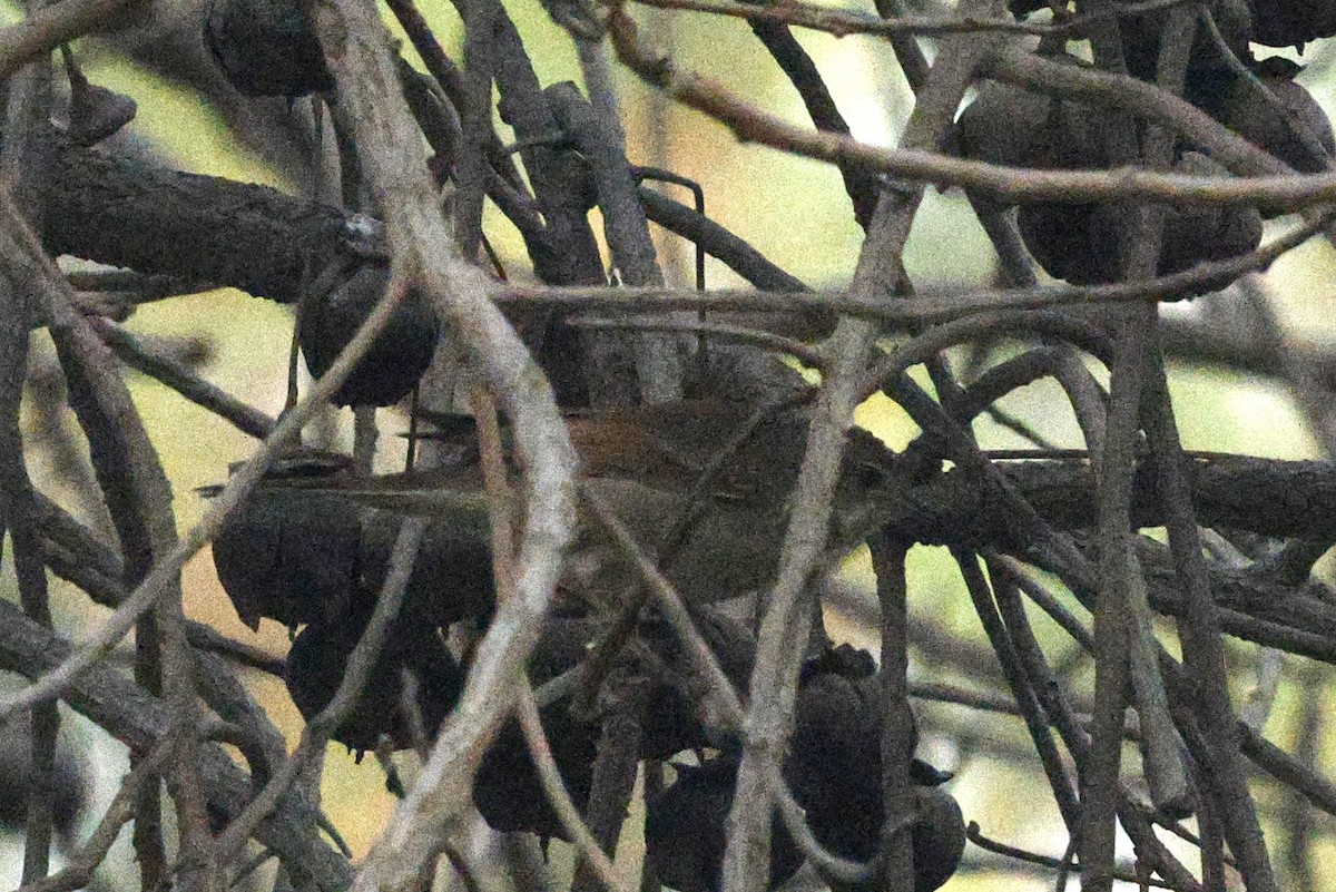 Шөвгөр зэржгэнэ - ML643203285