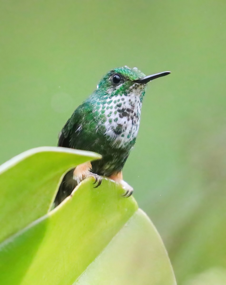 Peruvian Racket-tail - ML643203289