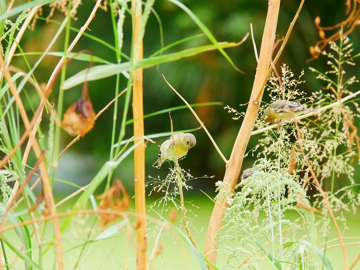 Lesser Goldfinch - ML643203299