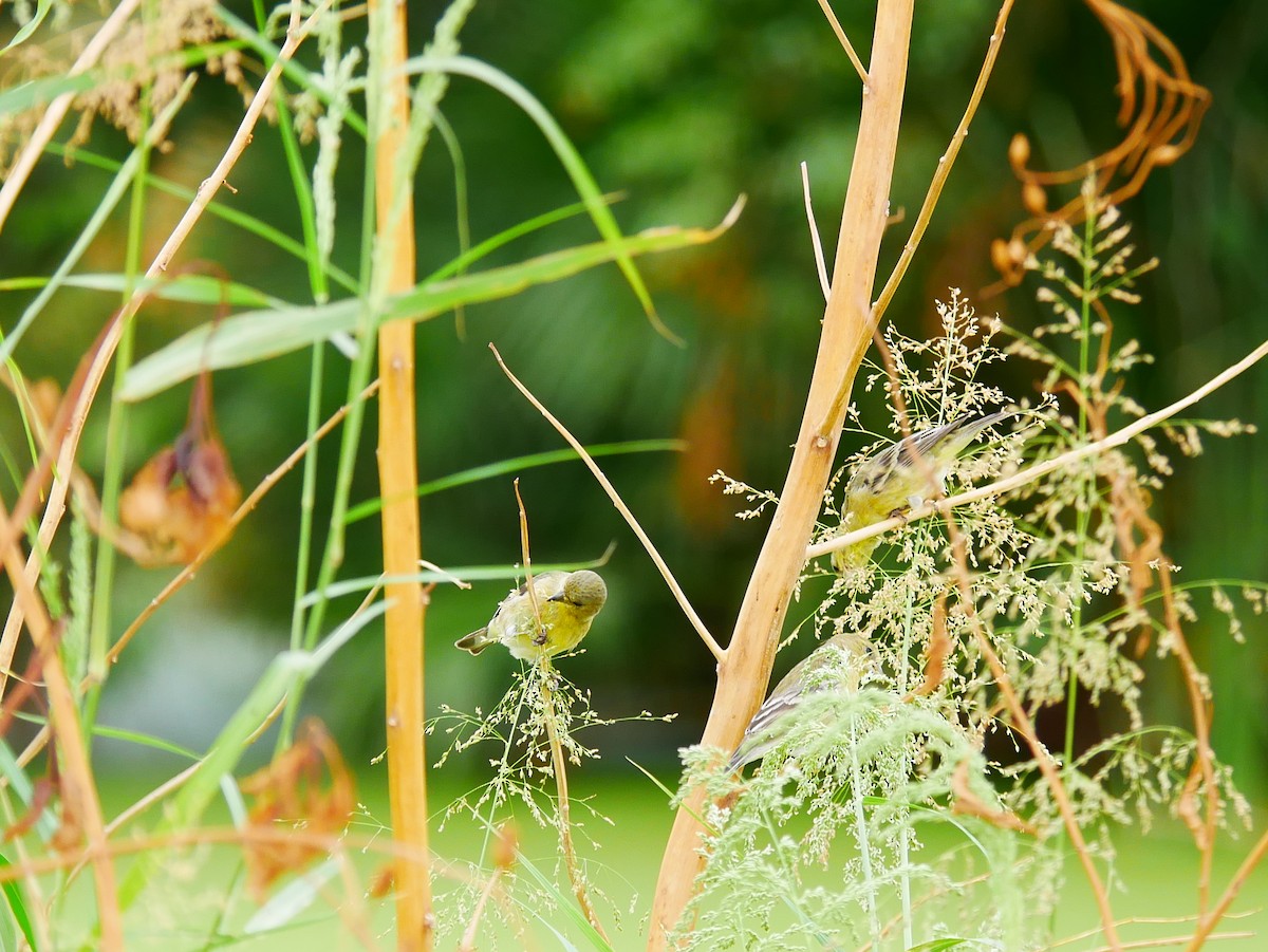 Lesser Goldfinch - ML643203300