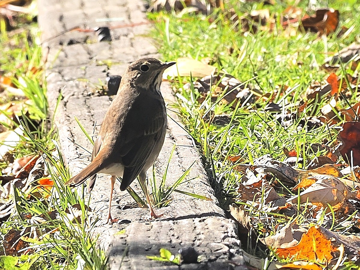 チャイロコツグミ - ML643203306