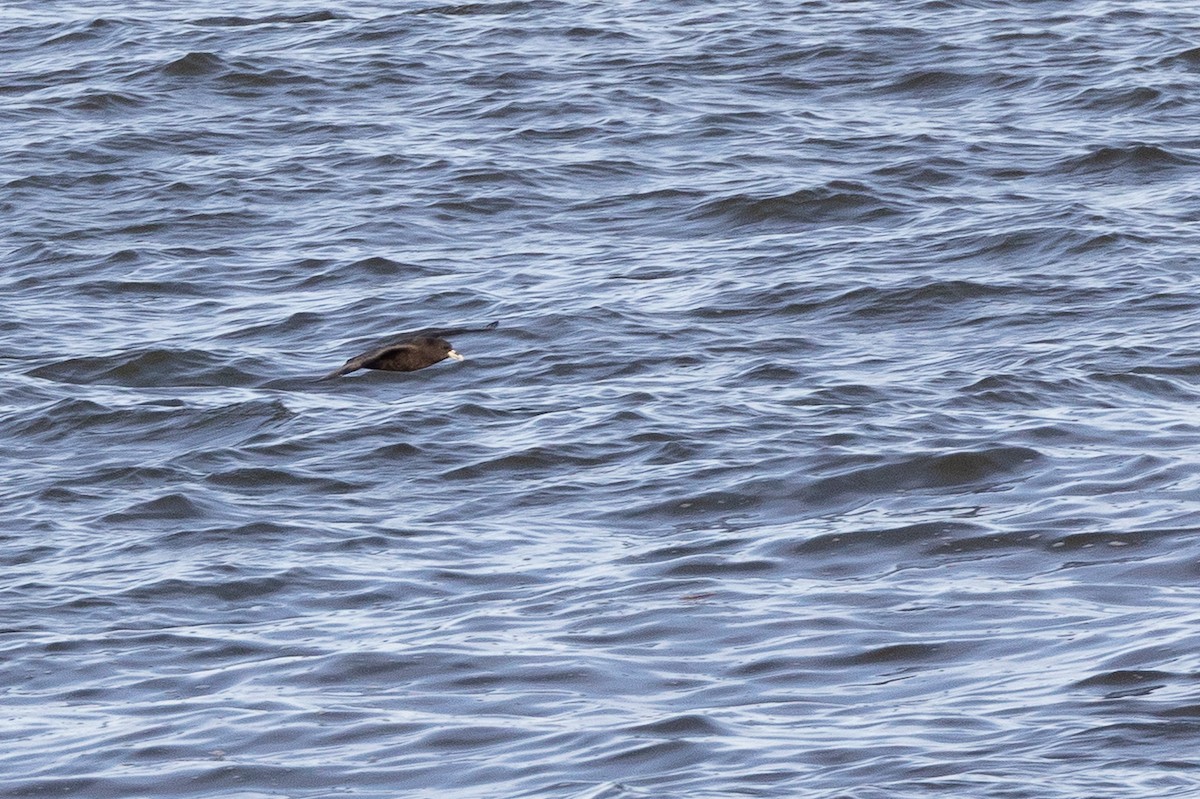 White-chinned Petrel - ML643203317