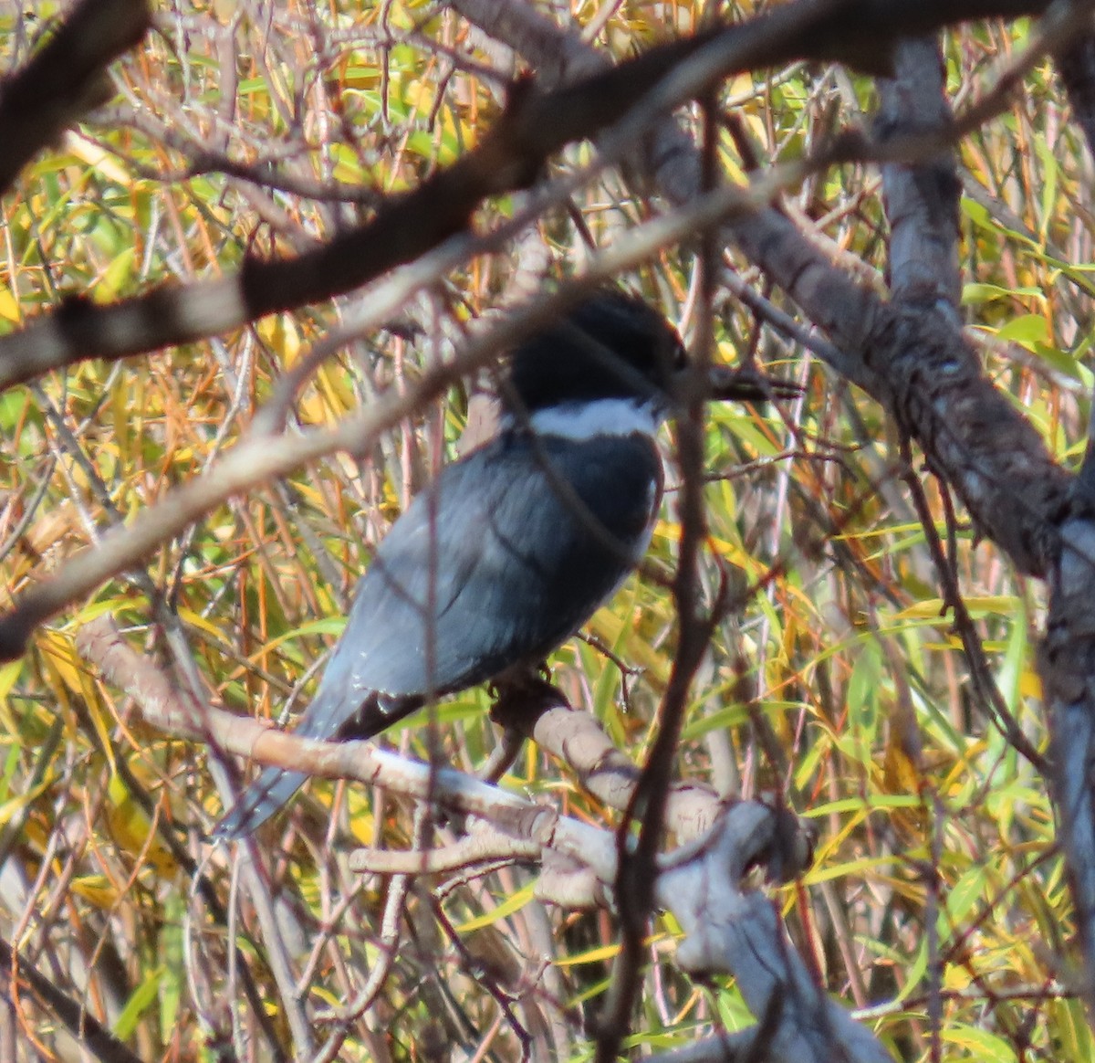 Belted Kingfisher - ML643203320