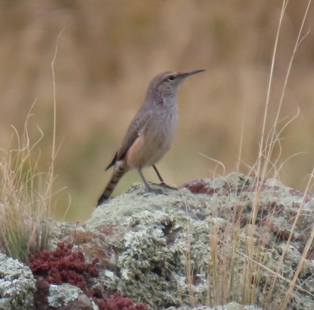 Rock Wren - ML643203349