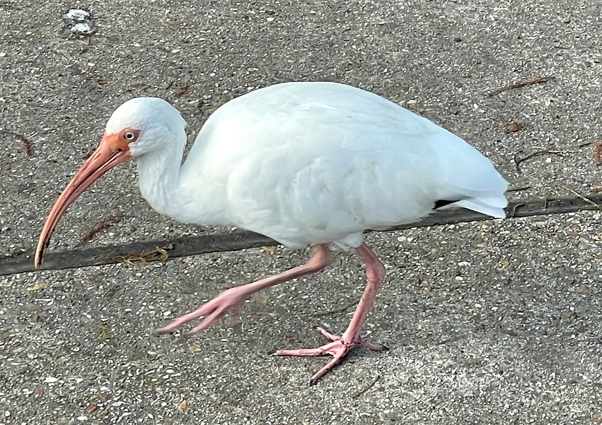 Ibis blanc - ML643203350