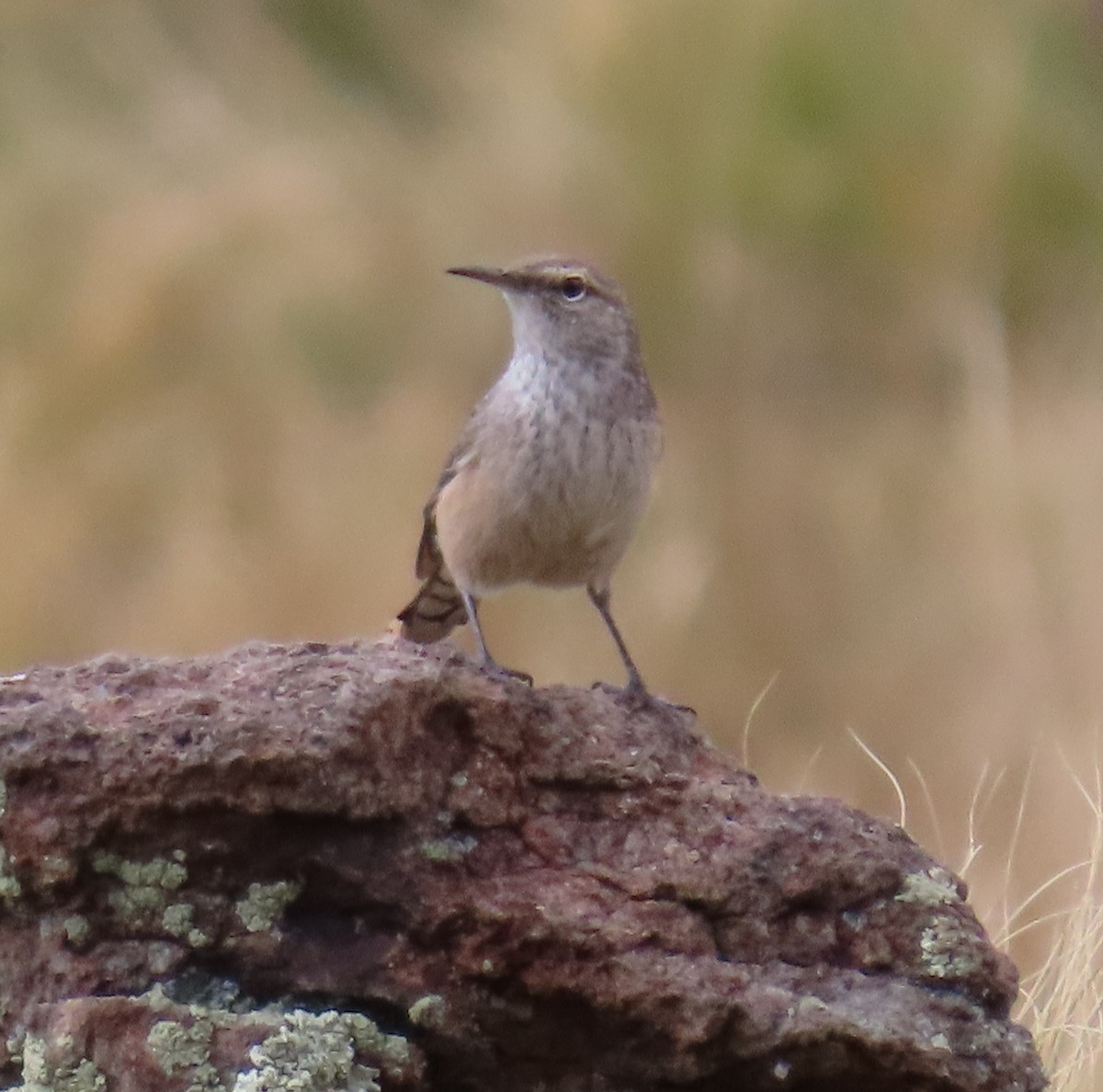 Rock Wren - ML643203355