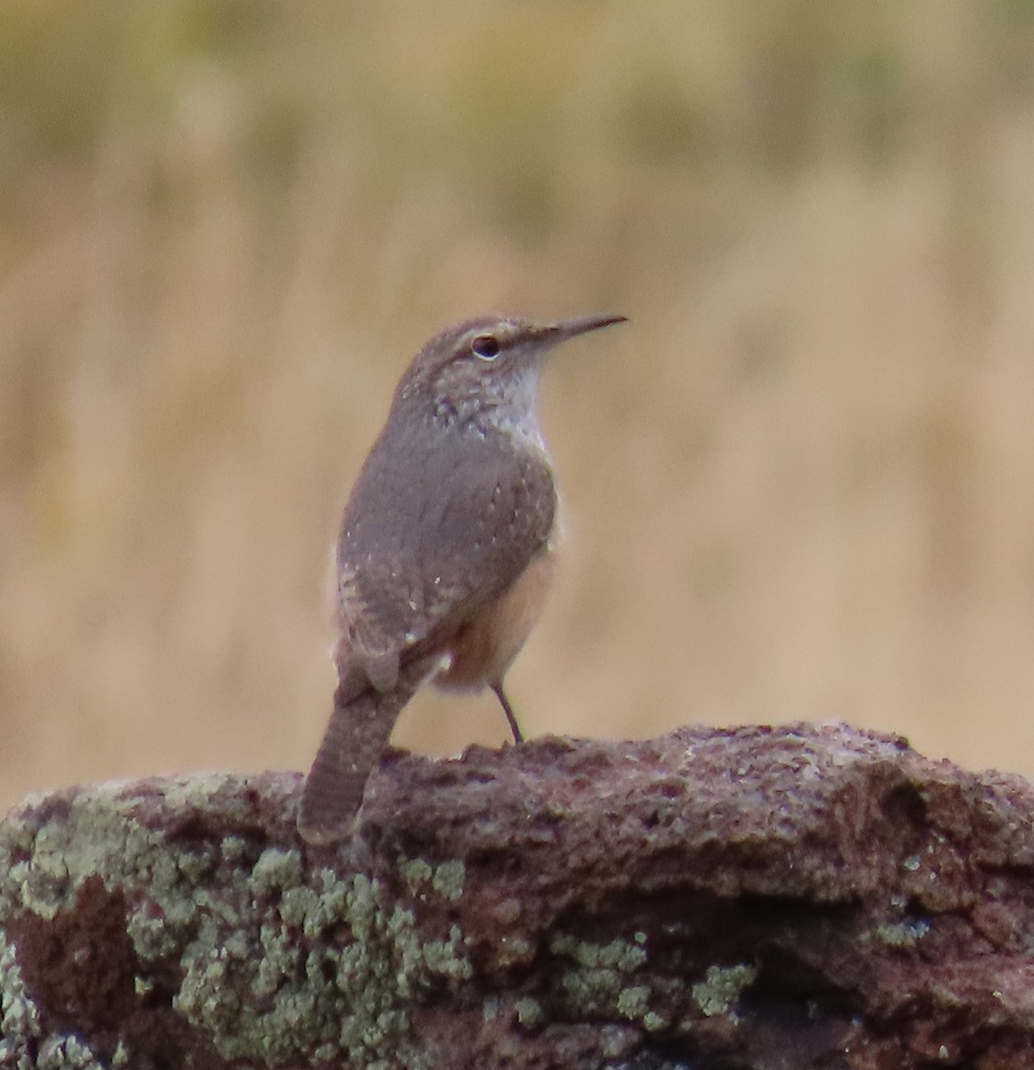 Rock Wren - ML643203365