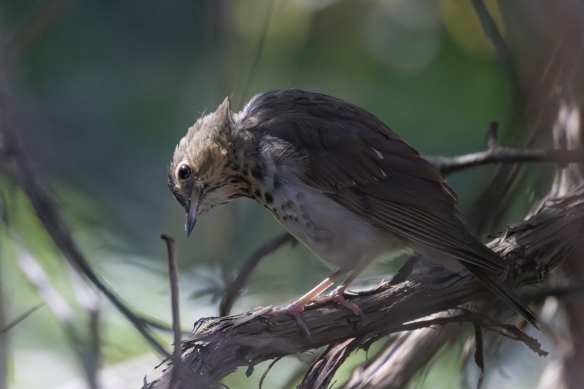 Grive à dos olive - ML643203378