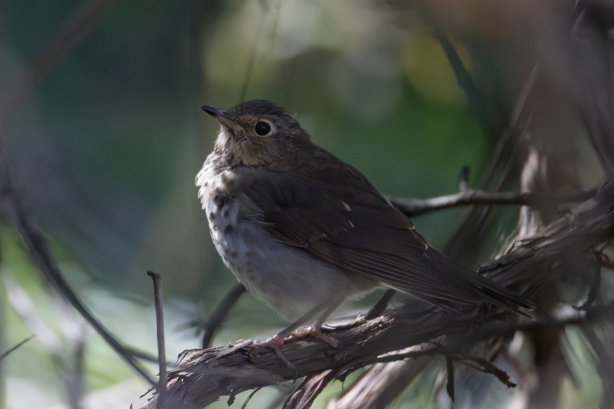 Grive à dos olive - ML643203379