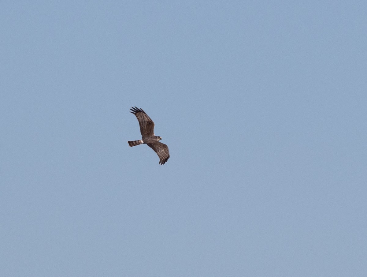 Long-winged Harrier - ML643203383
