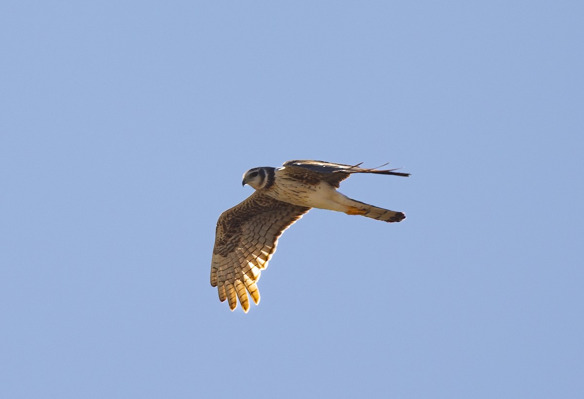 Long-winged Harrier - ML643203385