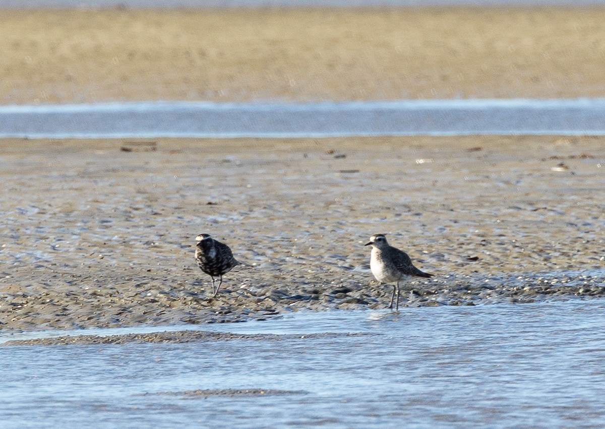 American Golden-Plover - ML643203389