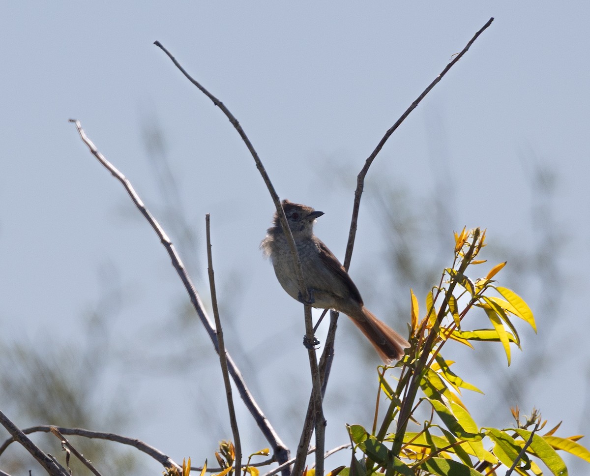 Rufous-capped Antshrike - ML643203401