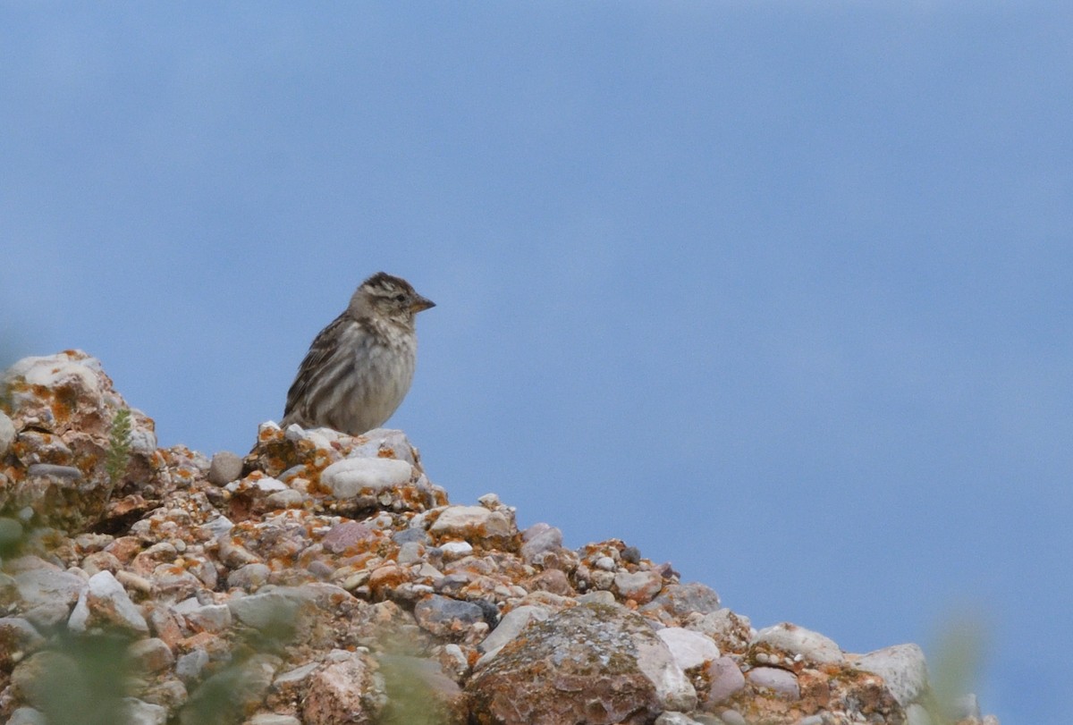 Rock Sparrow - ML643203428