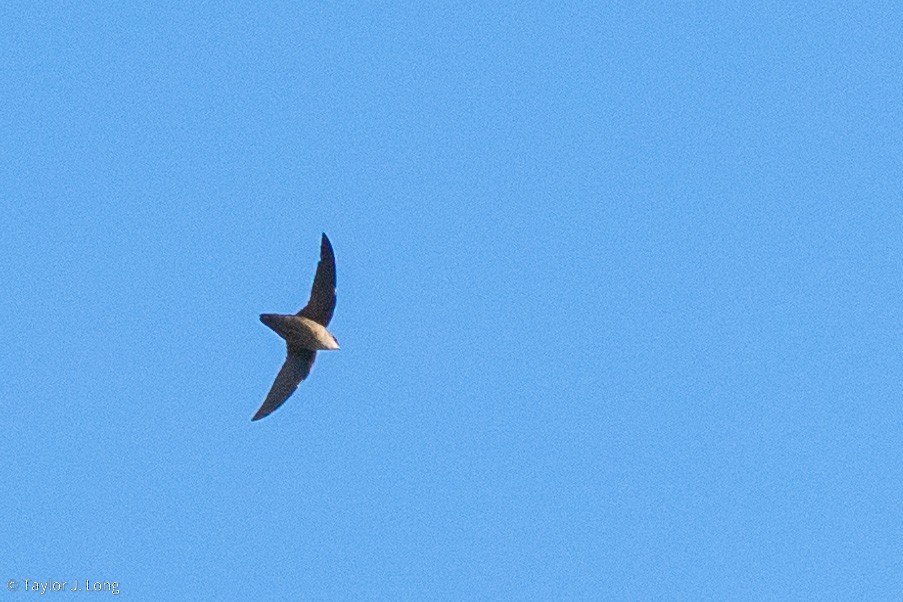 Chimney Swift - ML643203440