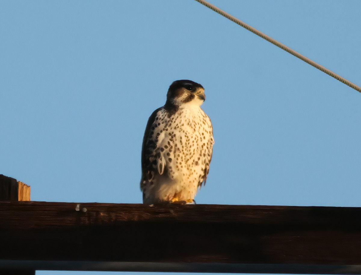 Prairie Falcon - ML643203460