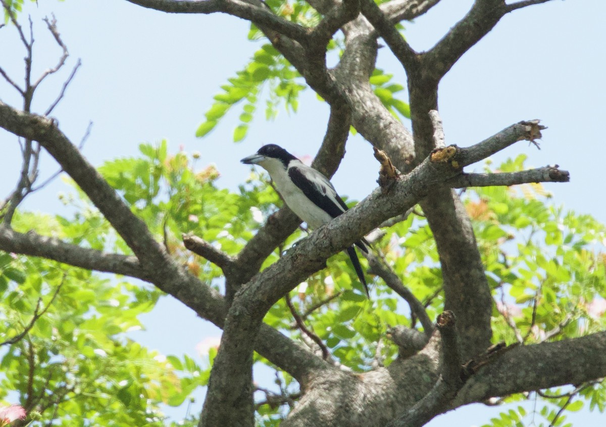 Silver-backed Butcherbird - ML643203514