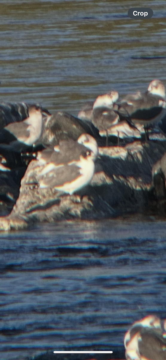 Gaviota Pipizcan - ML643203589