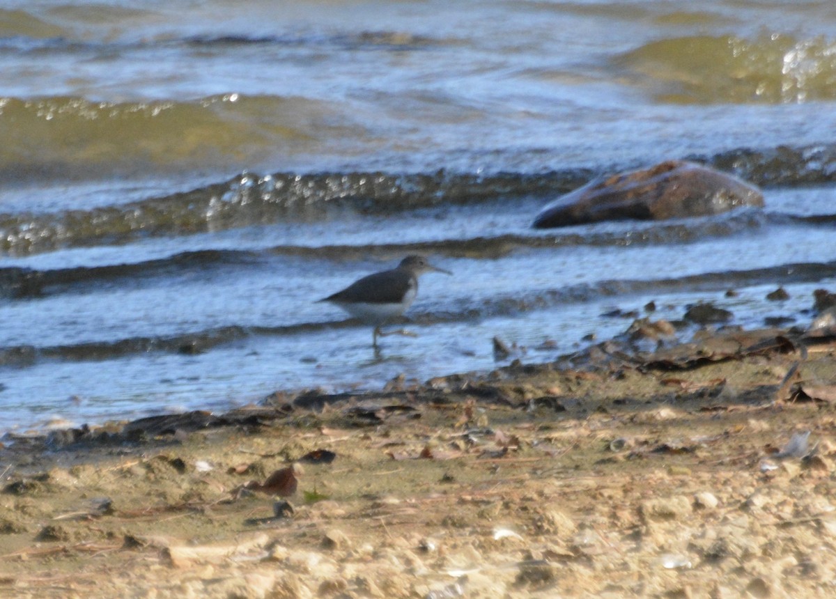 Kuliska orbanduna - ML643203600