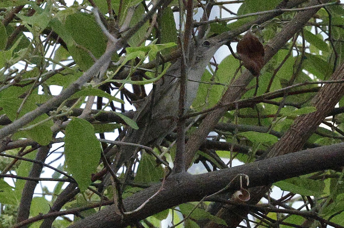 Menetries's Warbler - ML643203601